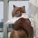 死神来了的头像